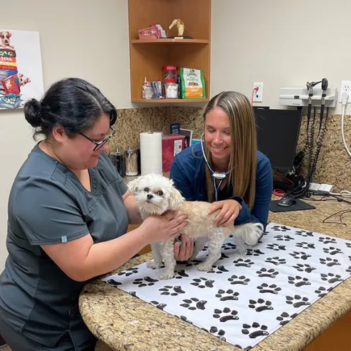Two Staff Members with a White Dog at Alta Mesa Animal Hospital